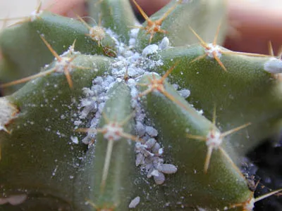 Cochenilles parasites insectes cactus