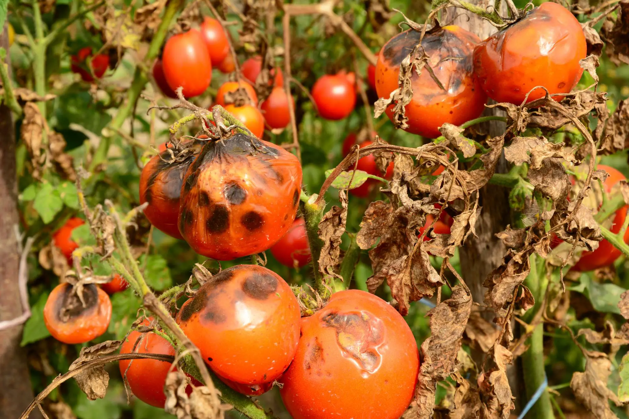 tomate maladie mildiou potager