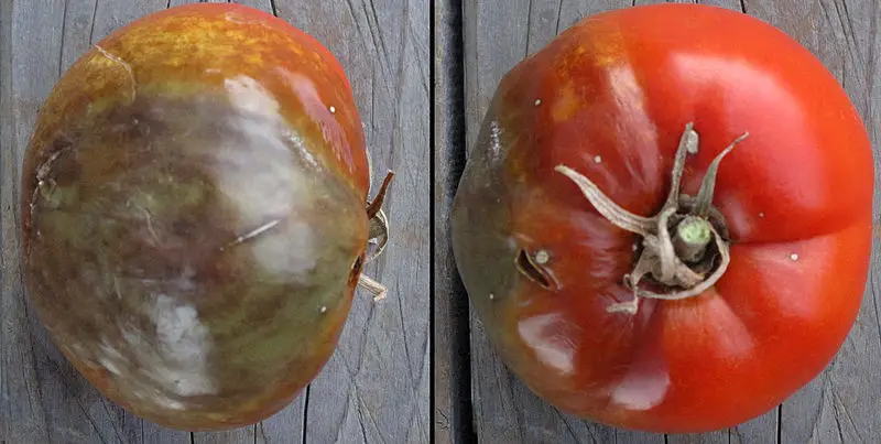 tomate mildiou phytophthora infestans