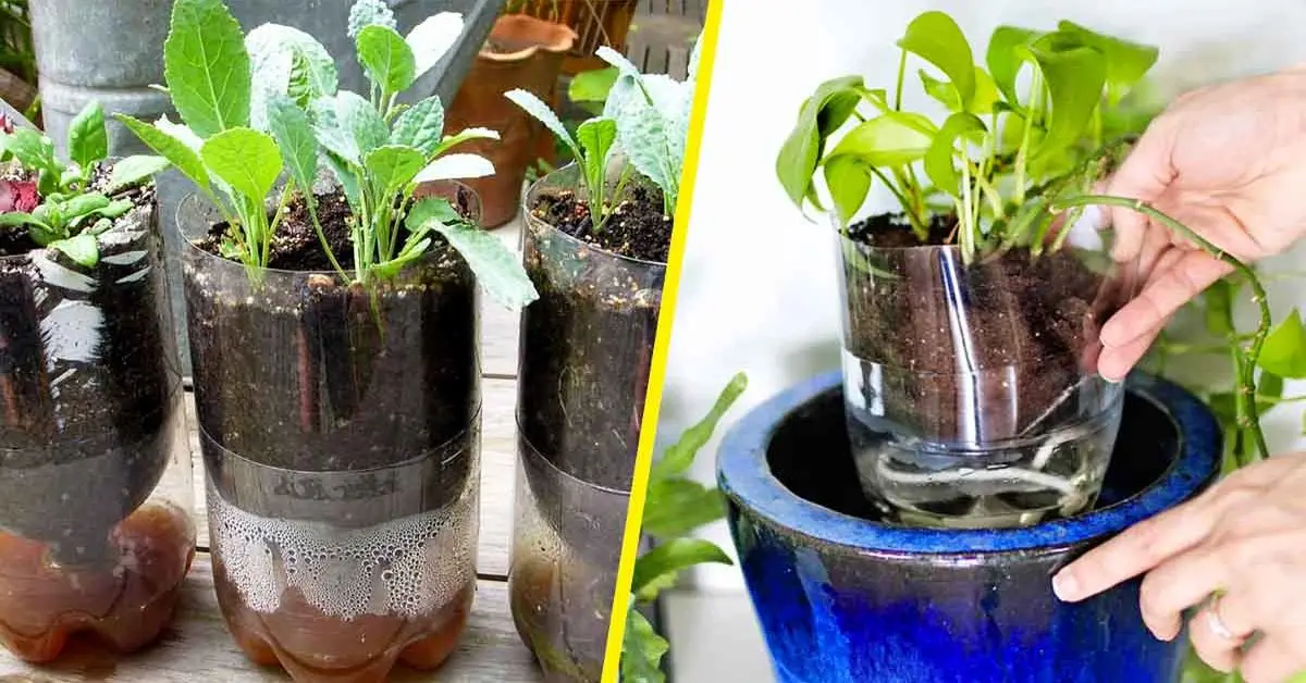 Here's how to make self-watering pots from plastic bottles